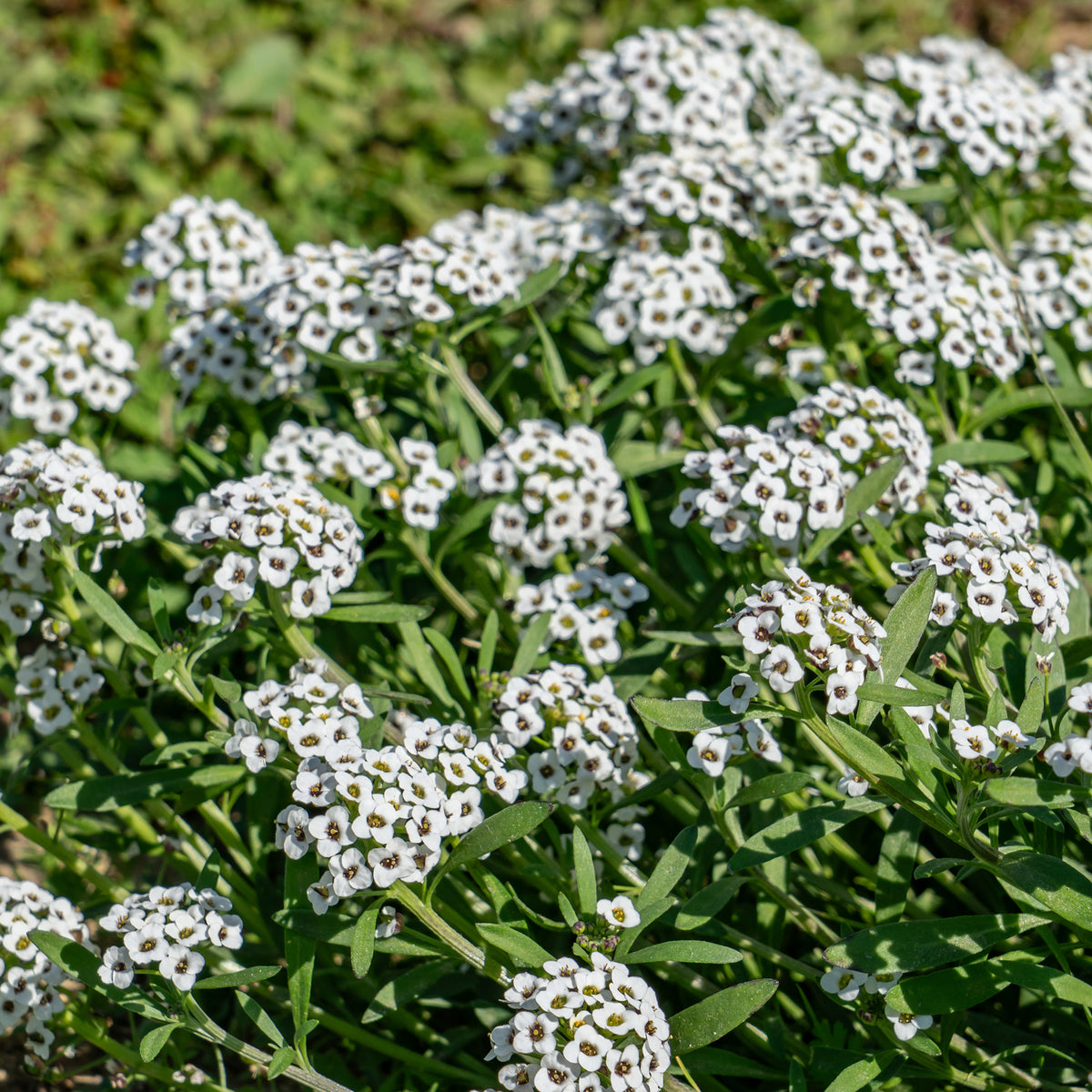 Balkon- en terrasbloemen - Alyssum hangend - Lobularia maritima
