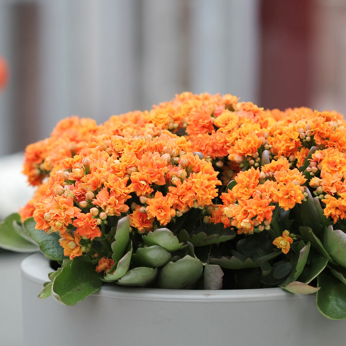 Kalanchoë oranje - Kalanchoe blossfeldiana - Bakker