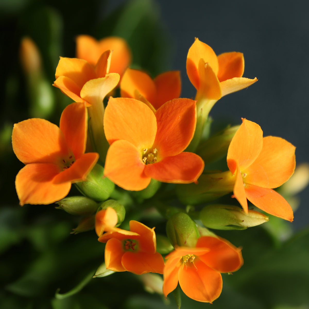 Kalanchoe blossfeldiana - Kalanchoë oranje - Balkon- en terrasbloemen