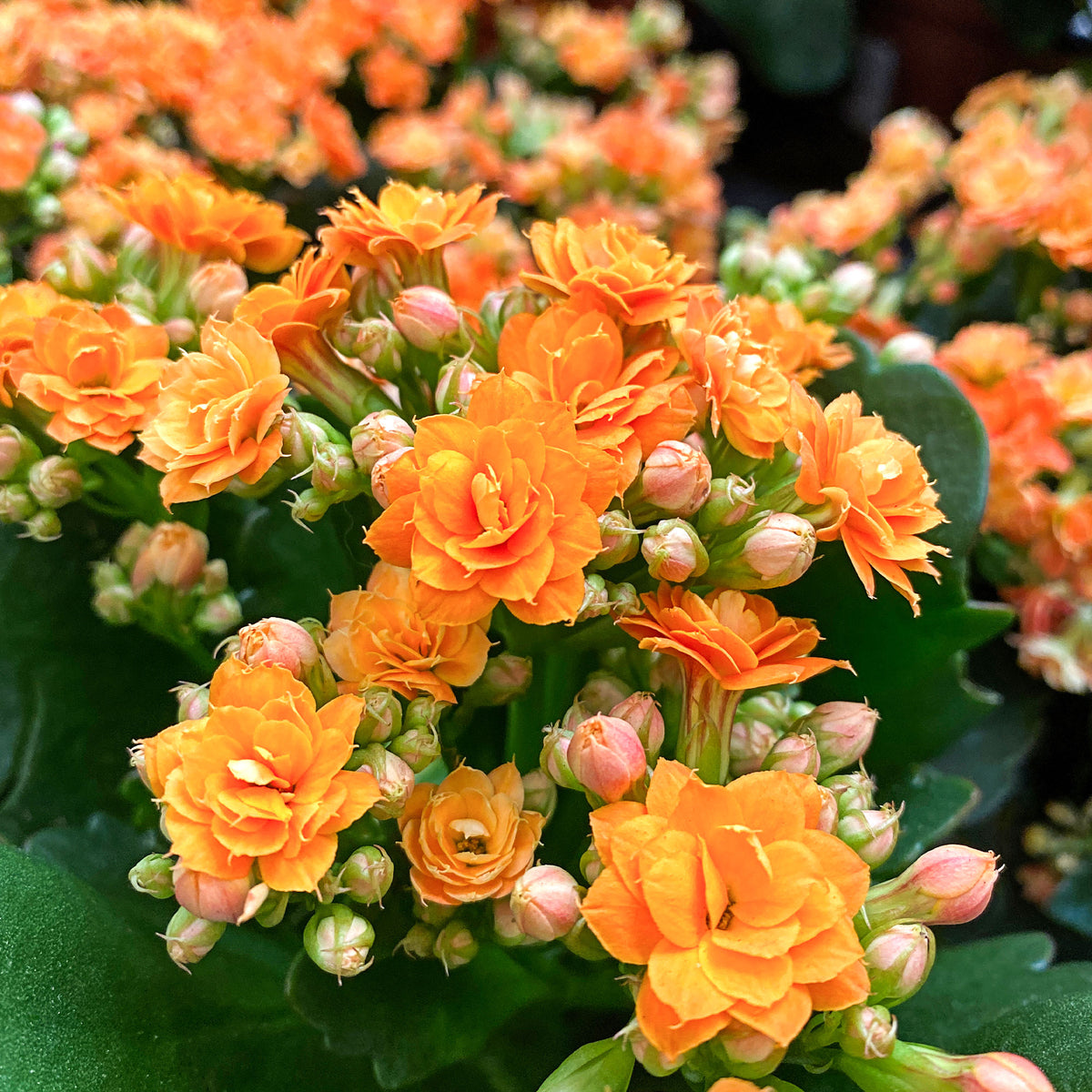 Kalanchoë oranje - Bakker