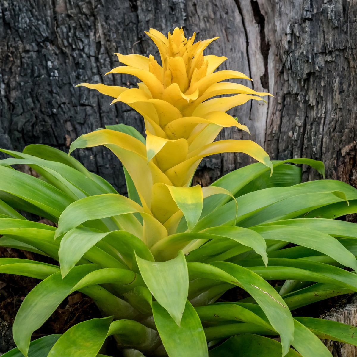 Bromeliaceae - Bromelia geel - Balkon- en terrasbloemen