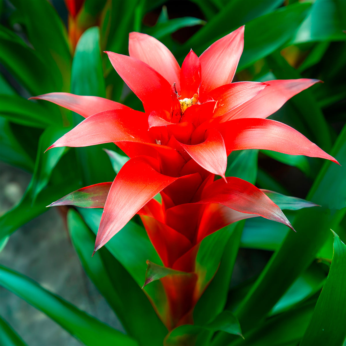 Balkon- en terrasbloemen - Bromelia rood - Bromeliaceae