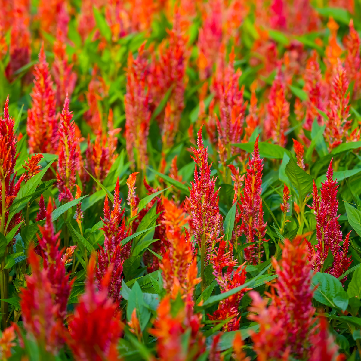 Hanenkam oranje - Celosia argentea - Bakker
