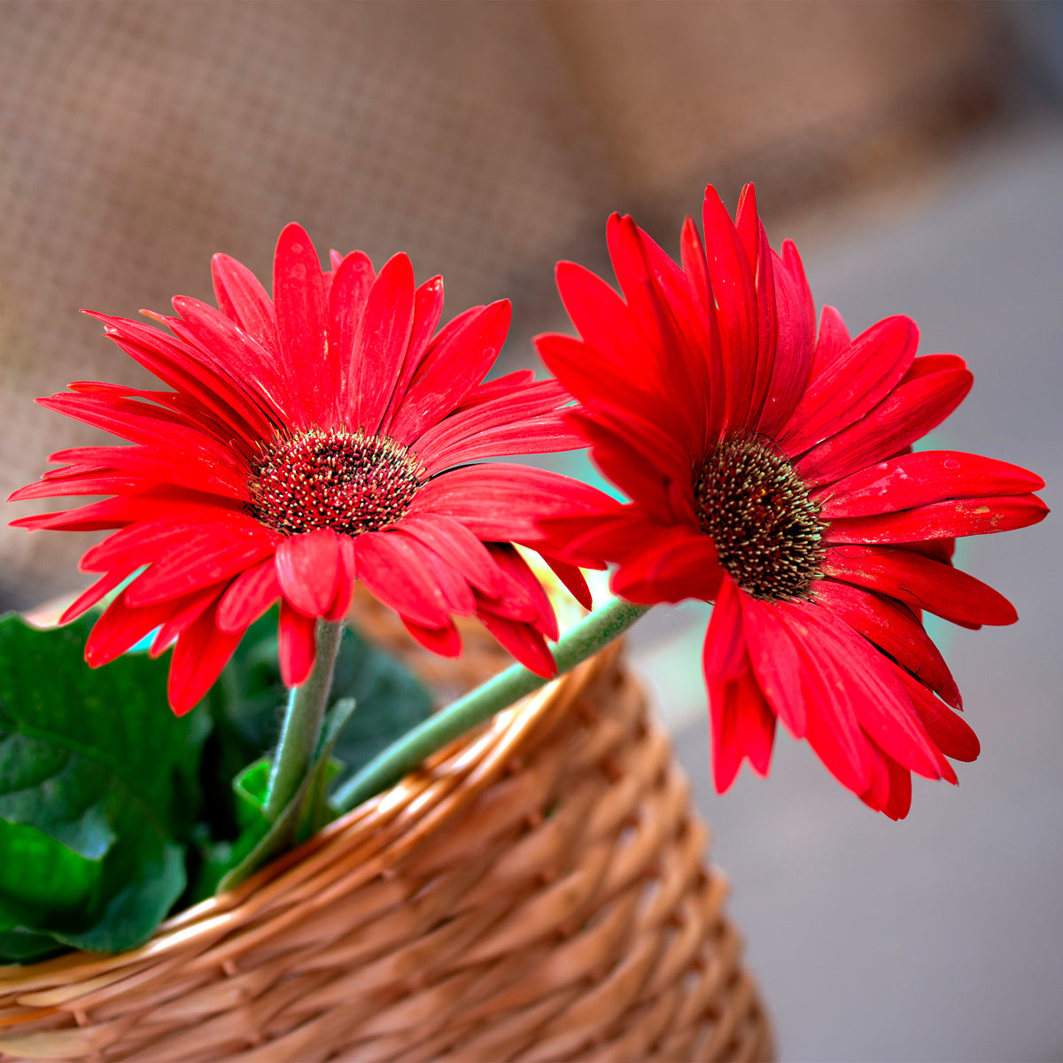 Gerbera rood