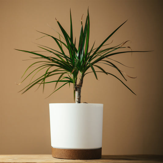 Kleiner Drachenbaum - Bakker