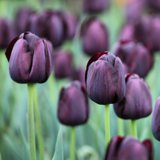 Tulp Queen of Night - Bakker