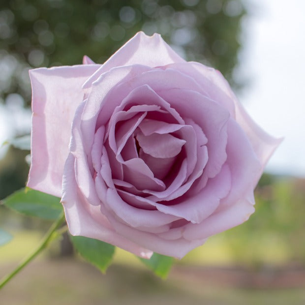 Rosa lune bleue (blue moon) - Roos 'Blue Moon' - Rozen