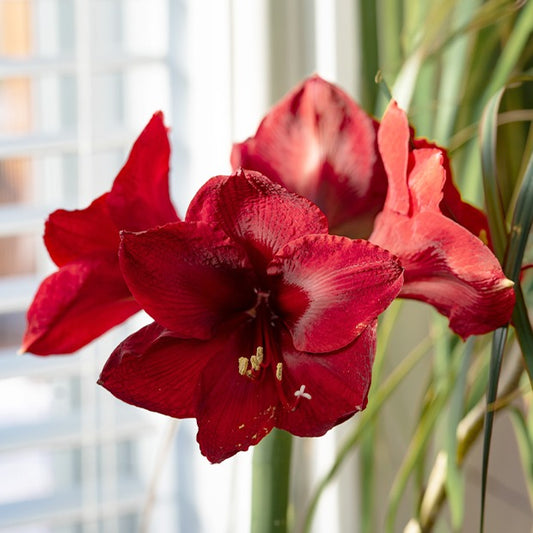 Amaryllis 'Red Lion' - Bakker