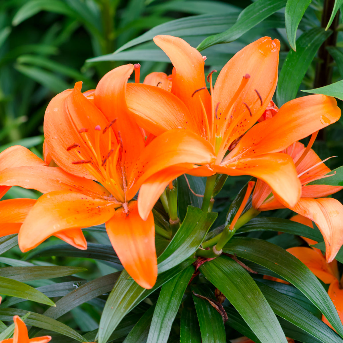 Lelie - oranje (x3) - Lilium - Bakker