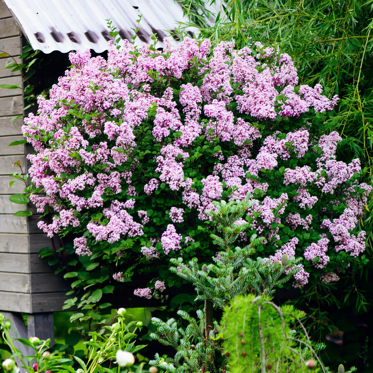 Dwergsering 'Palibin' - Syringa meyeri palibin - Bakker