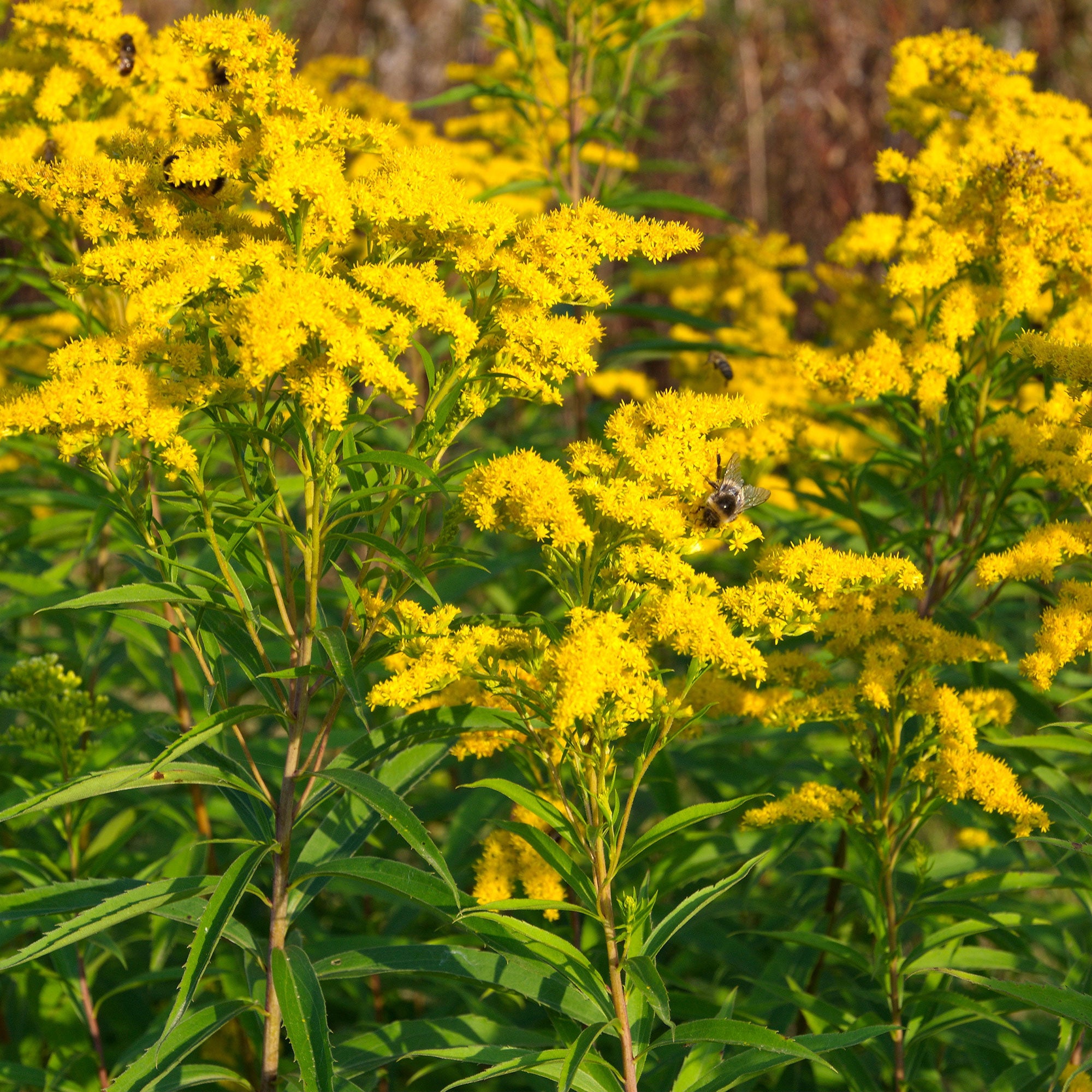 Vaste planten met gele bloemen Mix Solidago luteus, alchemilla mollis, hemerocallis stella de