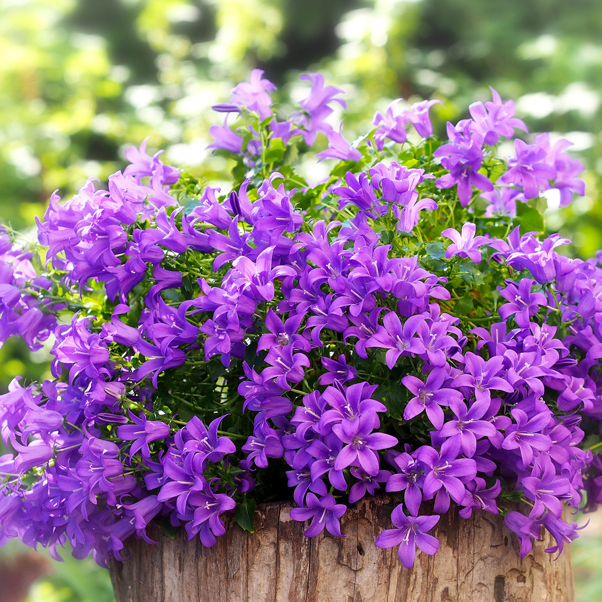 Verkoop Muurtklokje - Campanula portenschlagiana