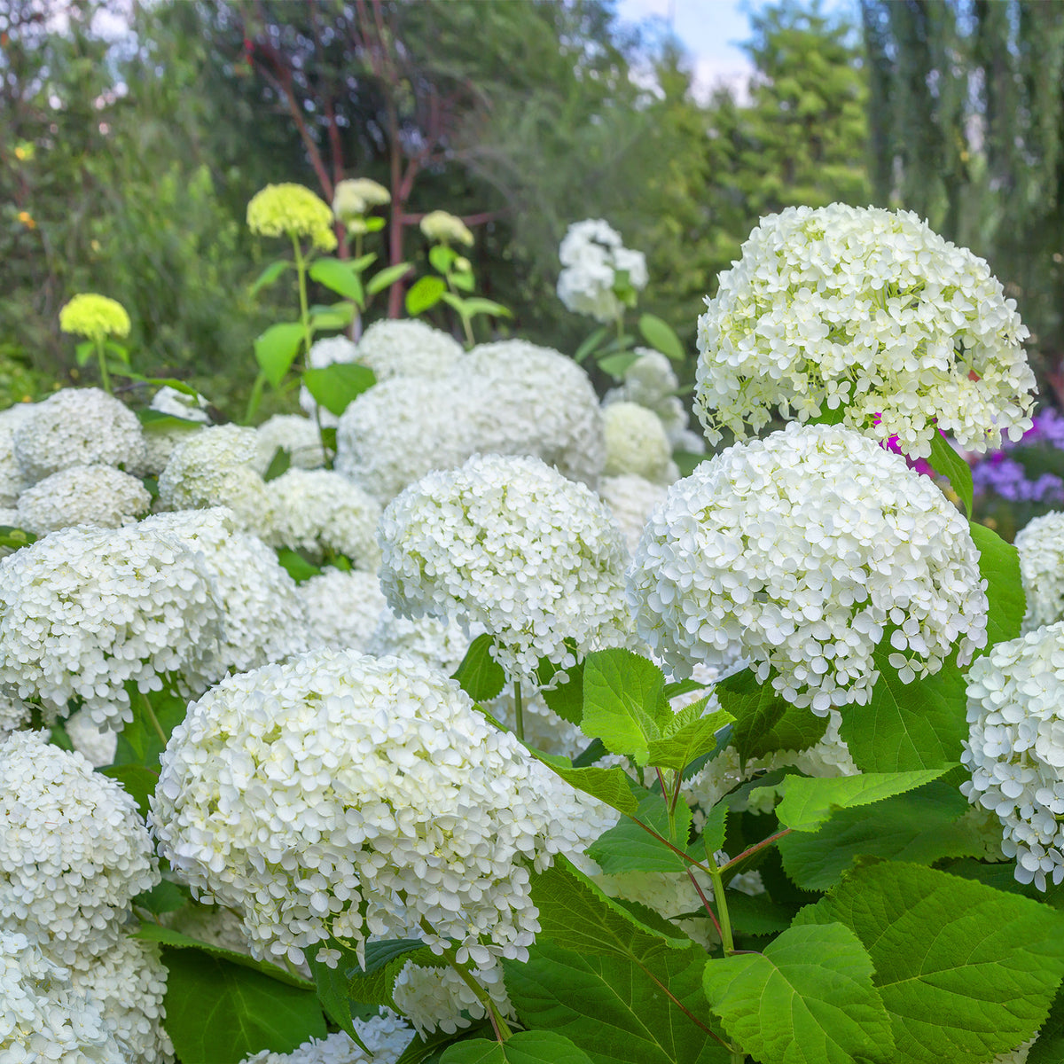 Sneeuwbalhortensia 'Annabelle'