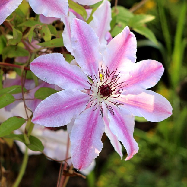 Clematis - Bosrank 'Nelly Moser' - Clematis 'nelly moser'