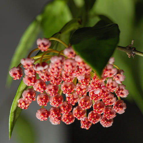 Hoya Gracilis - Bakker