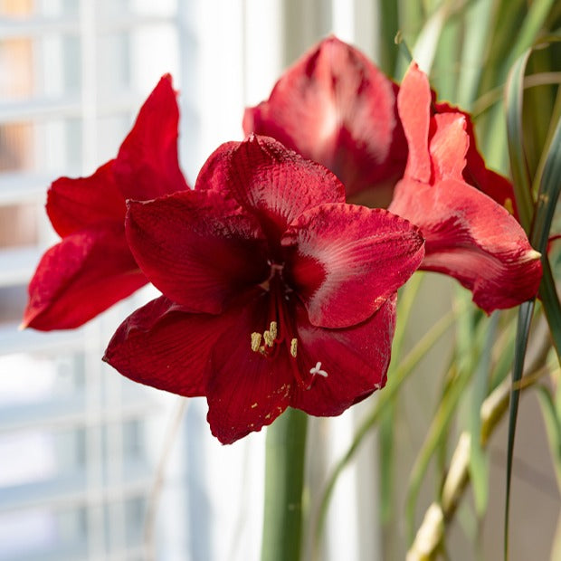 Cadeau Amaryllis - Bakker