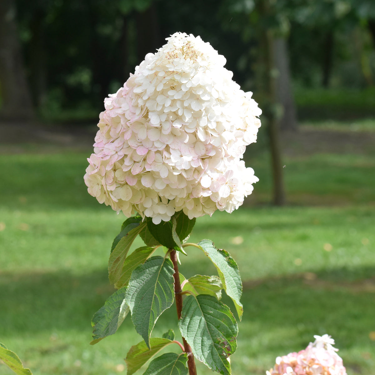 Een Hortensia wit als cadeau - Hydrangea paniculata Grandiflora - Bakker