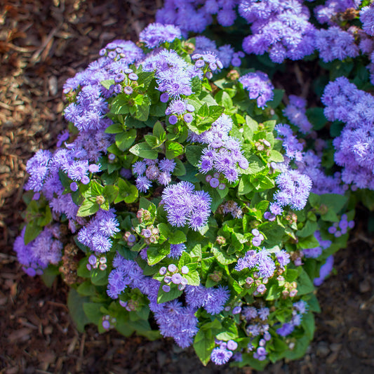 Blauwe Ageratum - Leverbalsem - Bakker
