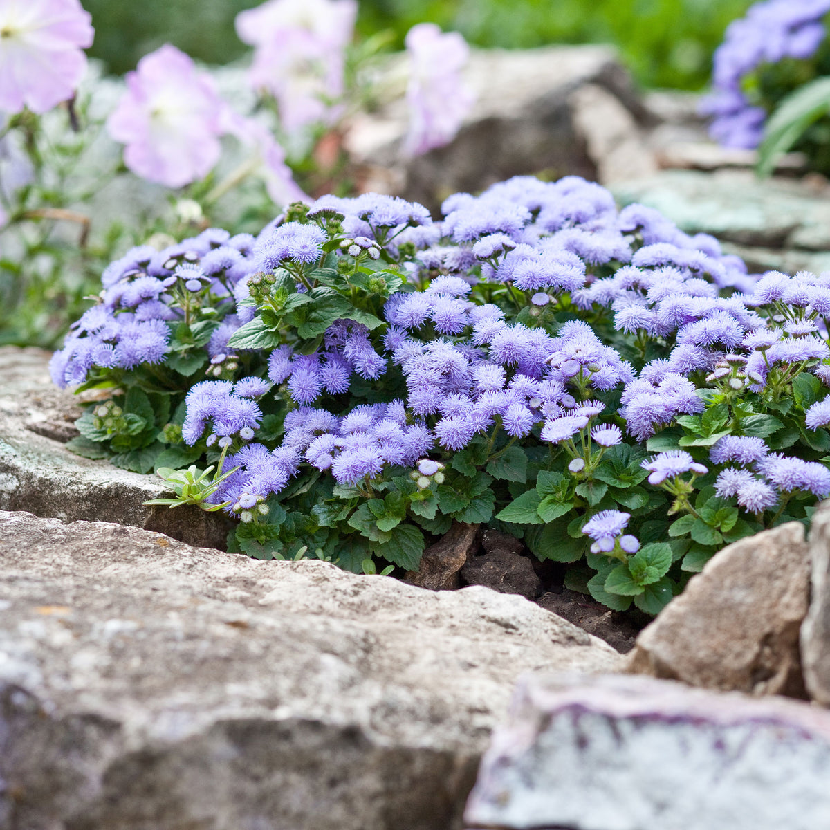 Blauwe Ageratum - Leverbalsem - Ageratum blue - Bakker