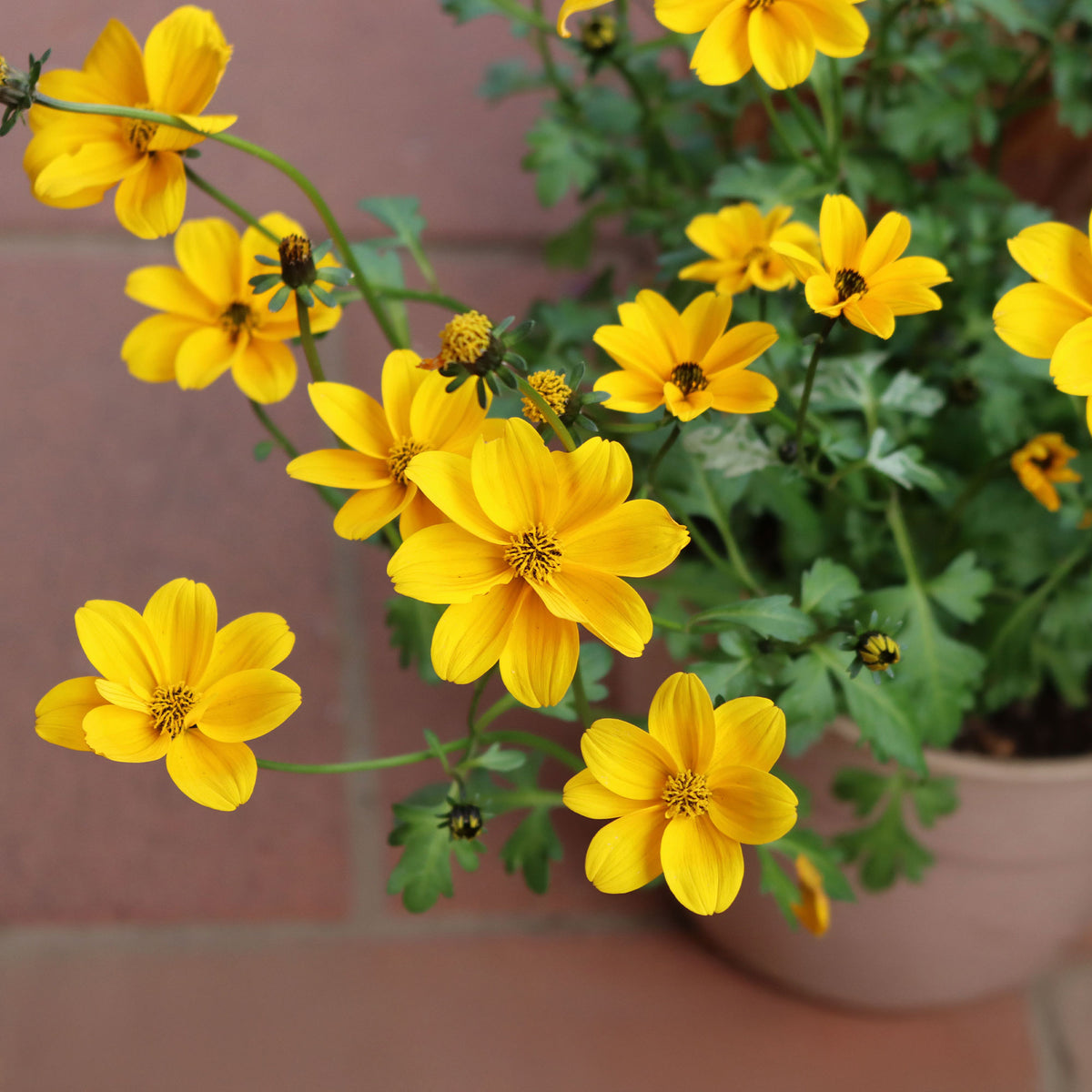 Bidens yellow - Gele bidens - Balkon- en terrasbloemen