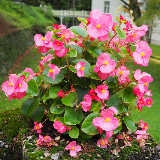 Roze waterbegonia - Bakker