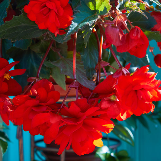 Rode hangbegonia - Bakker