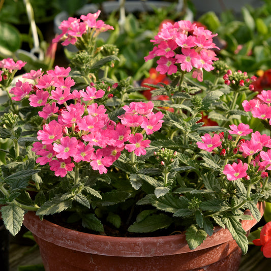 Roze hangende verbena - Ijzerhard - Bakker