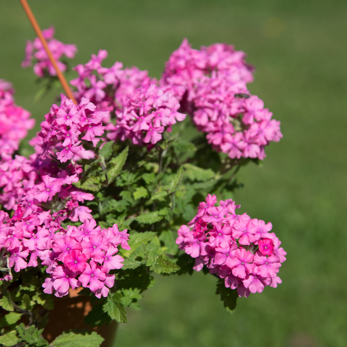Verbena pink - Roze hangende verbena - Ijzerhard - Balkon- en terrasbloemen