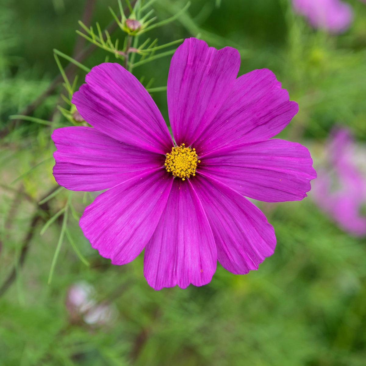 Paarse Cosmos - Bakker