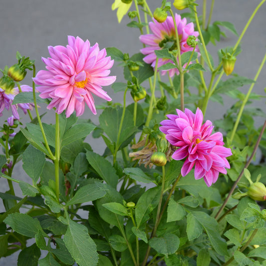 Roze Dahlia - Bakker