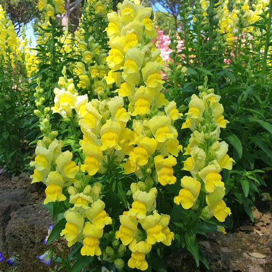 Gele Leeuwenbek - Bakker