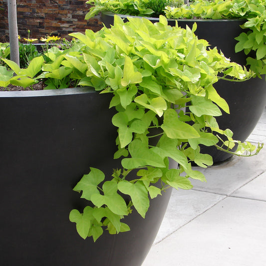 Zoete aardappelwinde groen - Bakker