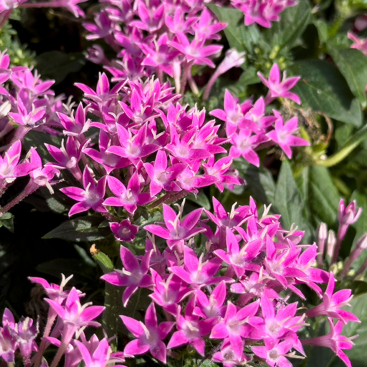 Roze Pentas - Egyptische sterbloem - Pentas rose - Bakker