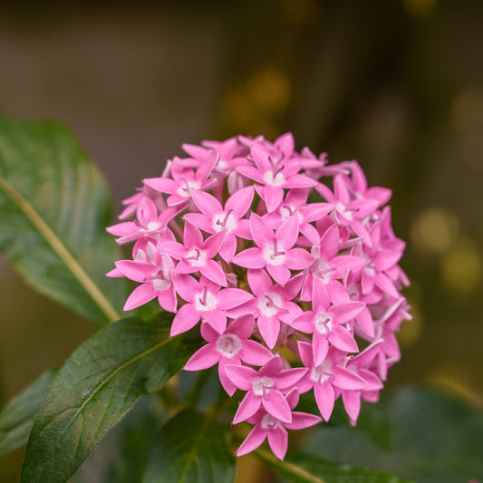 Roze Pentas - Egyptische sterbloem - Bakker