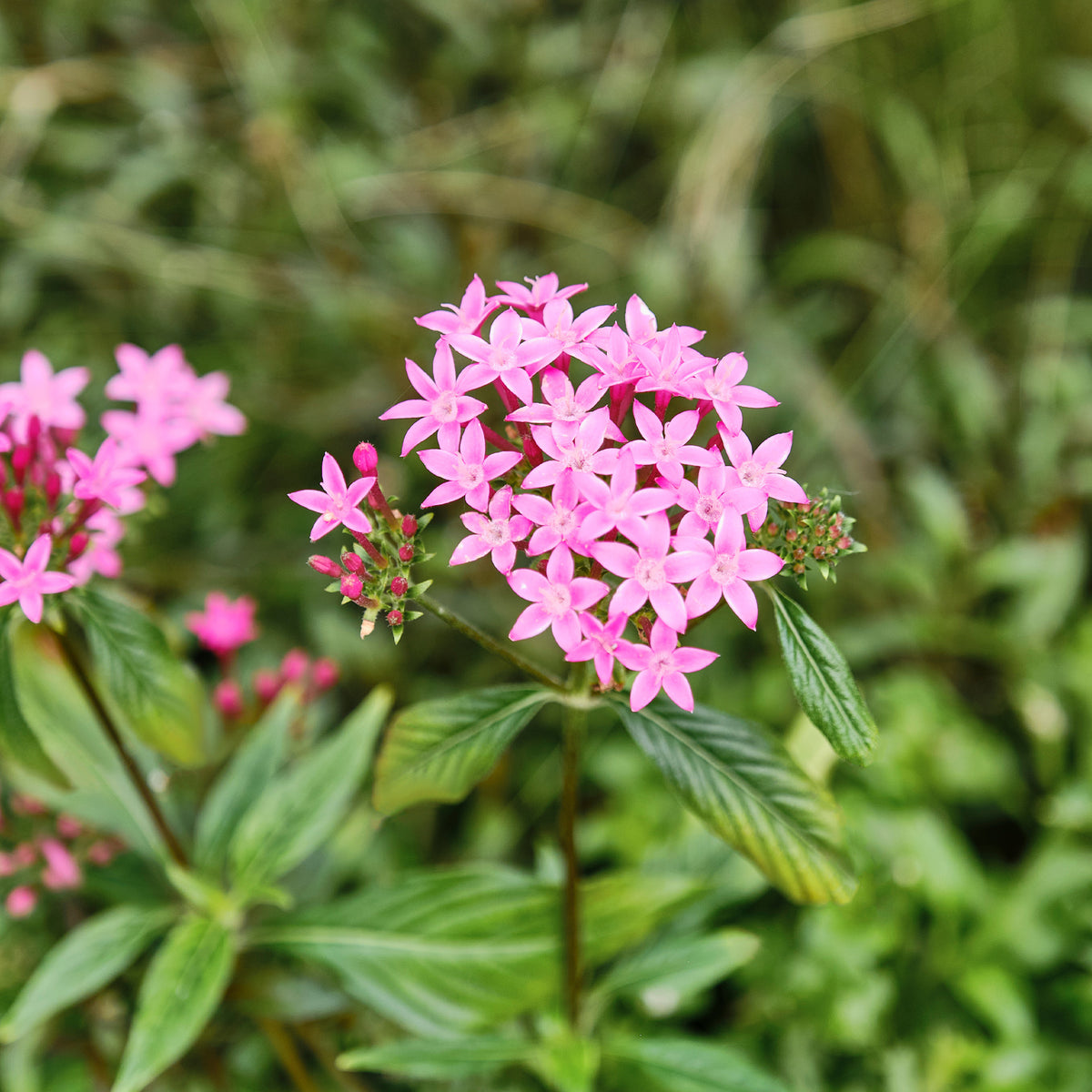 Balkon- en terrasbloemen - Roze Pentas - Egyptische sterbloem - Pentas rose