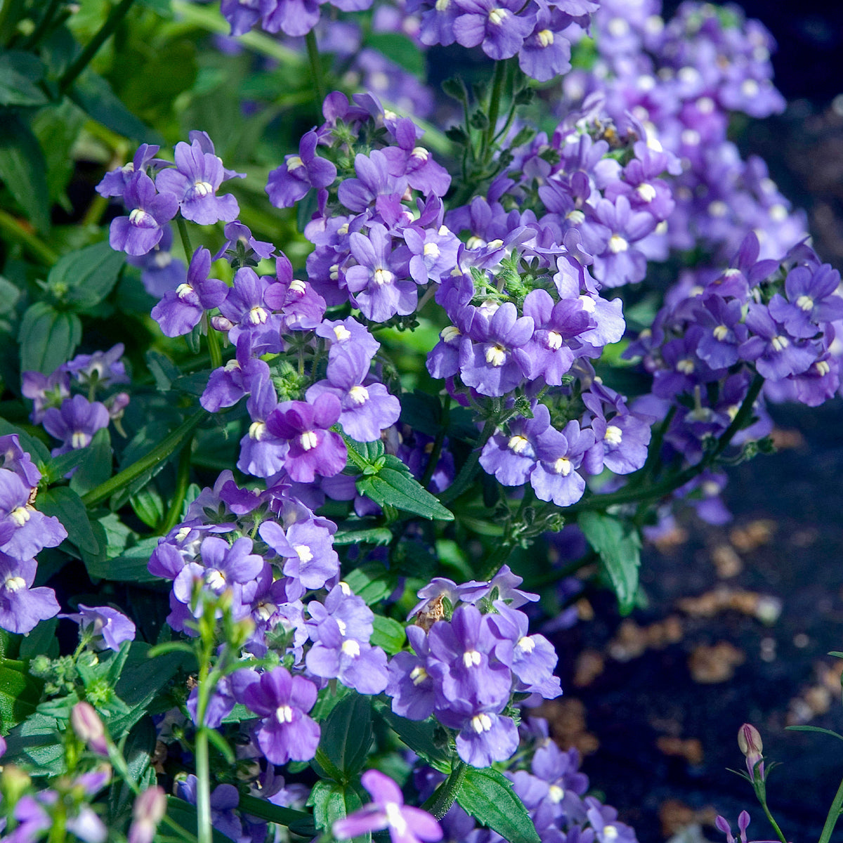 Blauwe Nemesia - Bakker