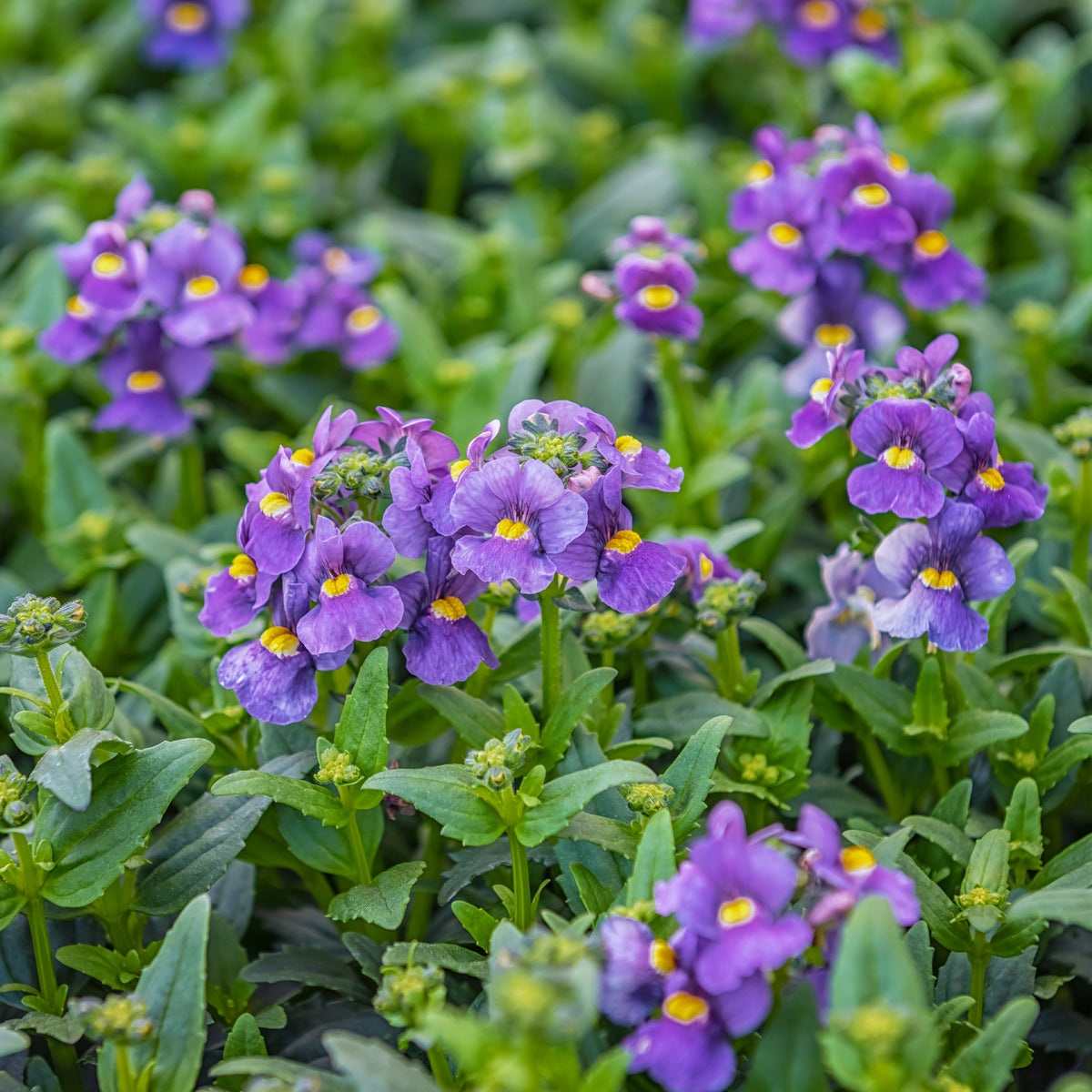 Blauwe Nemesia - Nemesia blue - Bakker