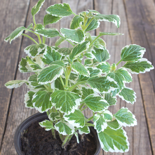 Plectranthus groen-wit - Bakker