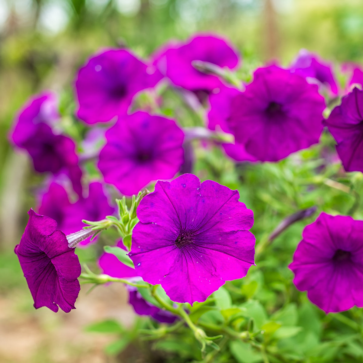 Paarse hangpetunia - Bakker