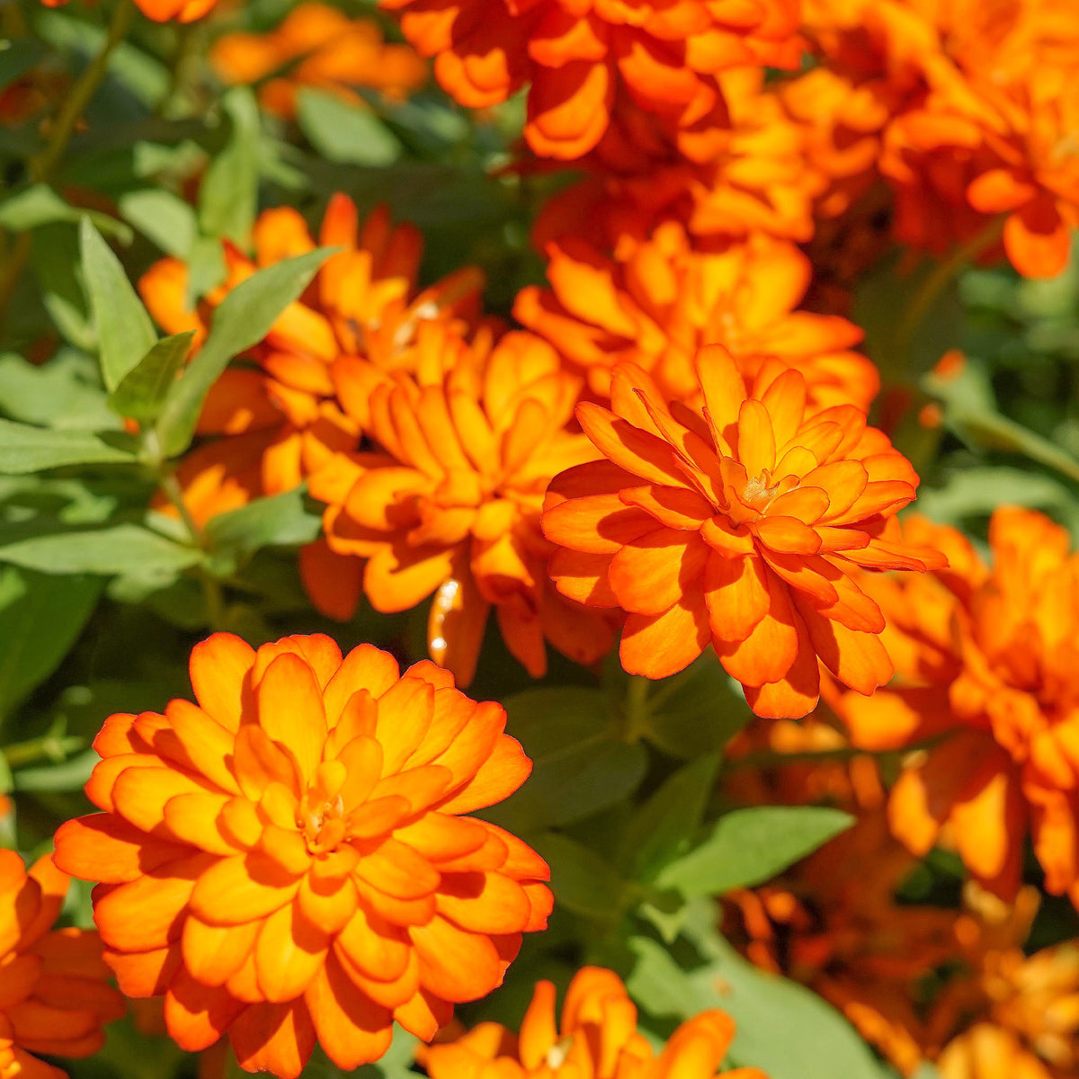 Oranje Zinnia - Bakker