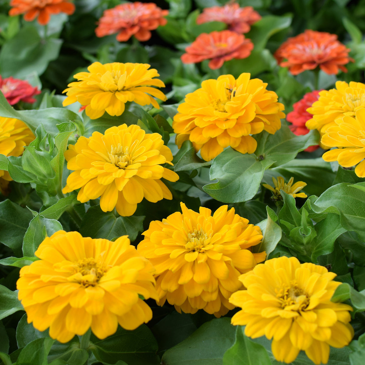 Gele Zinnia - Bakker