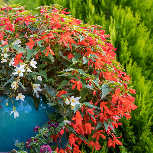 Oranje hangbegonia - Bakker