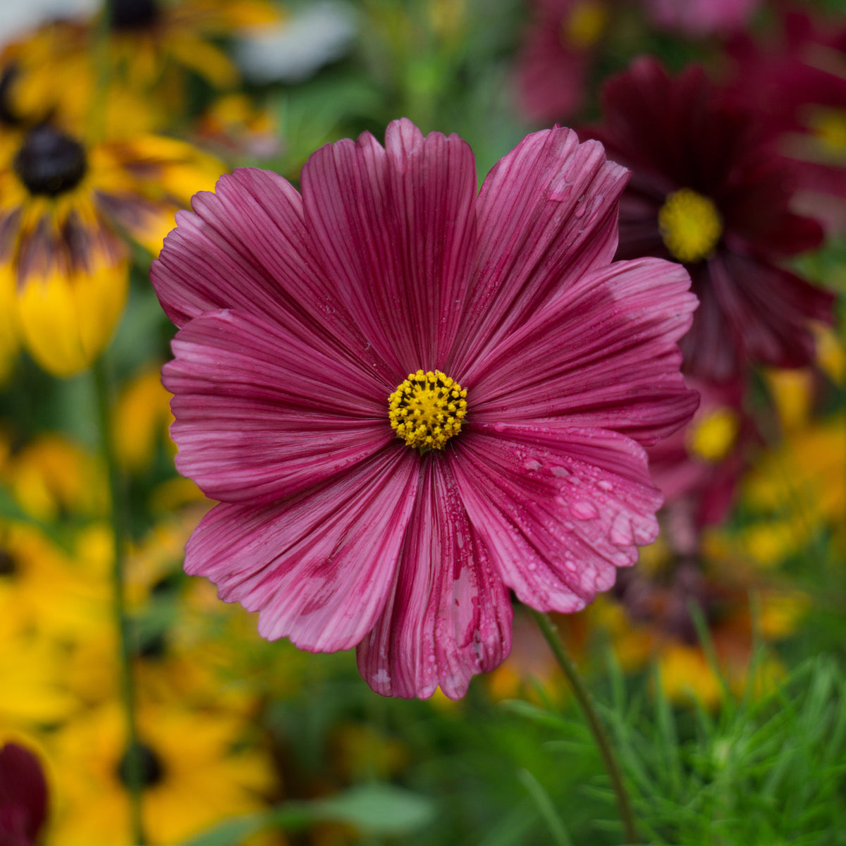 Roze Cosmos - Cosmos pink - Bakker
