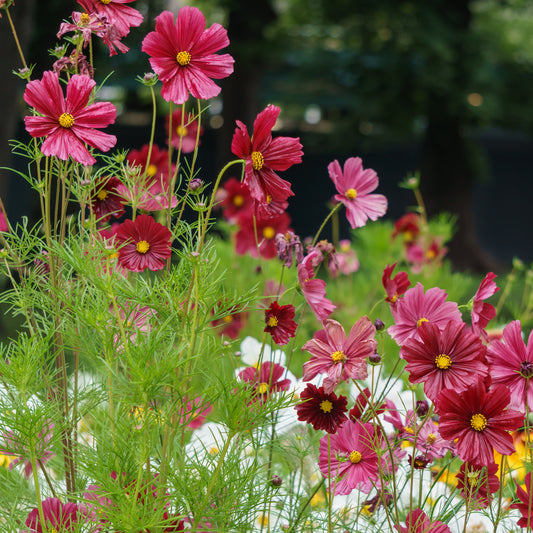 Roze Cosmos - Bakker