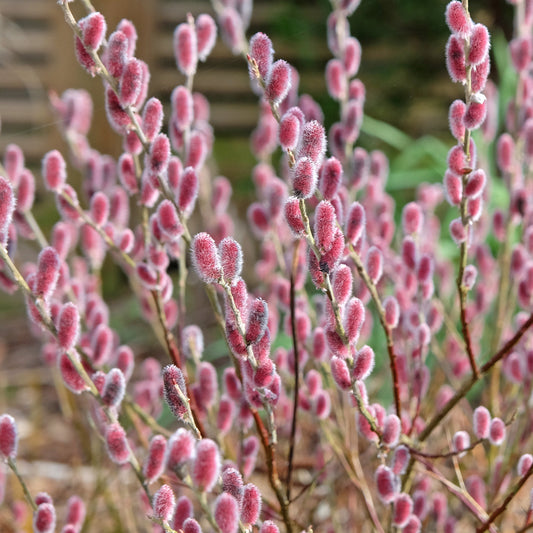 Roze Katjeswilg 'Mount Aso' op stam - Bakker