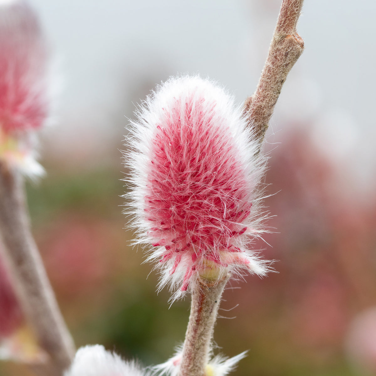 Salix gracilistyla 'mount aso' tige 40 - Roze Katjeswilg 'Mount Aso' op stam - Wilg