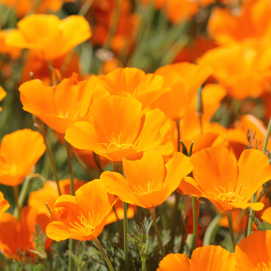 Slaapmutsje 'Aurantiaca' - Bakker