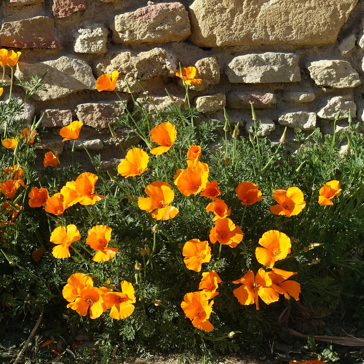 Eetbare bloemzaden - Slaapmutsje 'Aurantiaca' - Eschscholzia californica 'Aurantiaca'