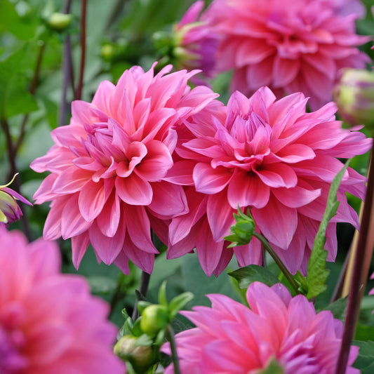 Dahlia Feline Yvonne - Bakker