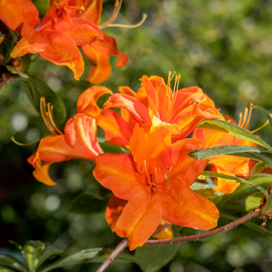 Azalea mollis 'Glowing Embers' - Bakker